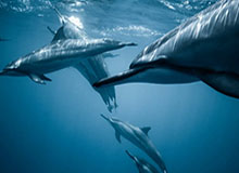 林诗栋/黄友政横扫对手 晋级WTT新加坡大满贯决赛